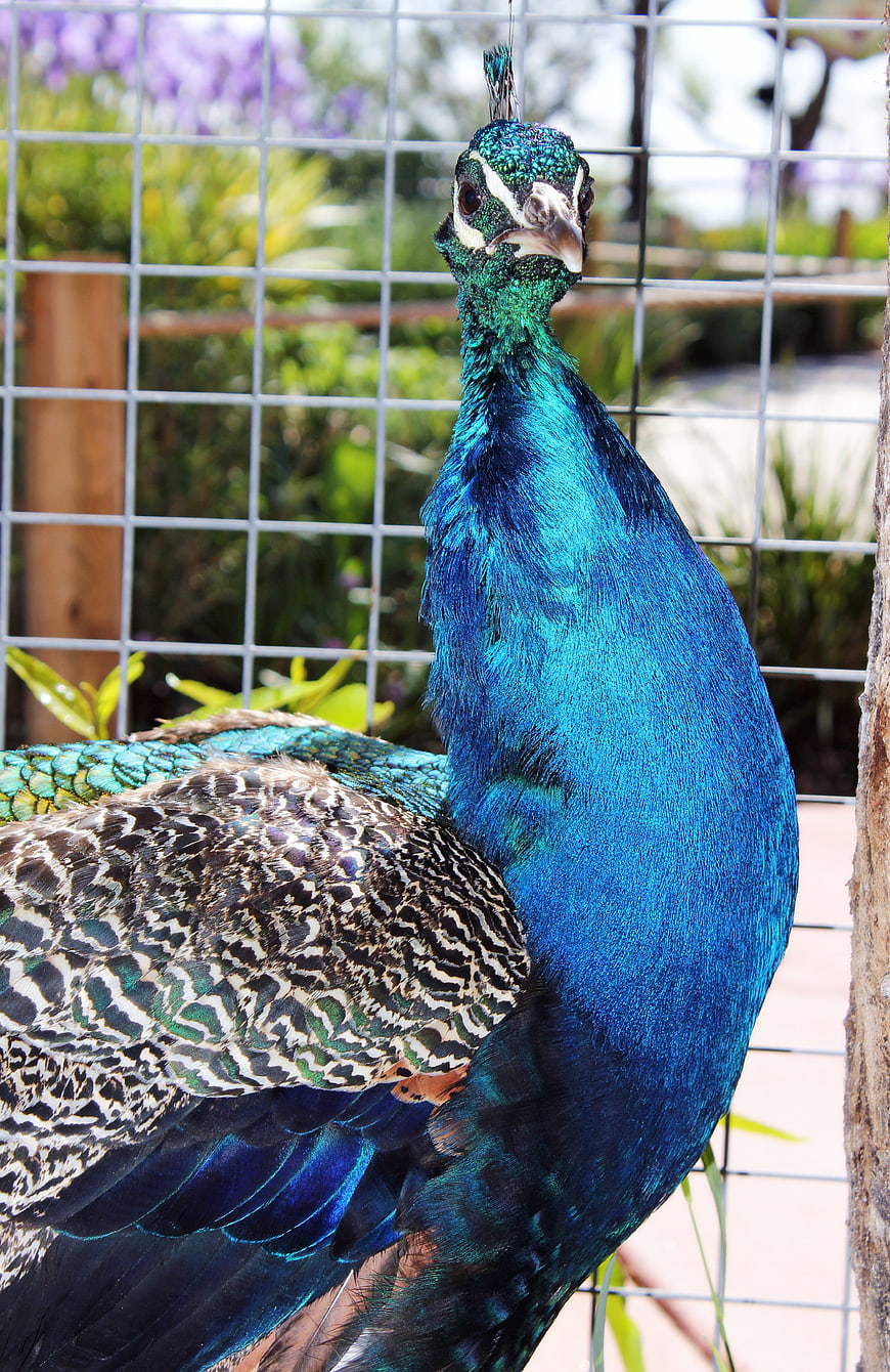 Vibrant Blue Peacock in Outdoor Enclosure