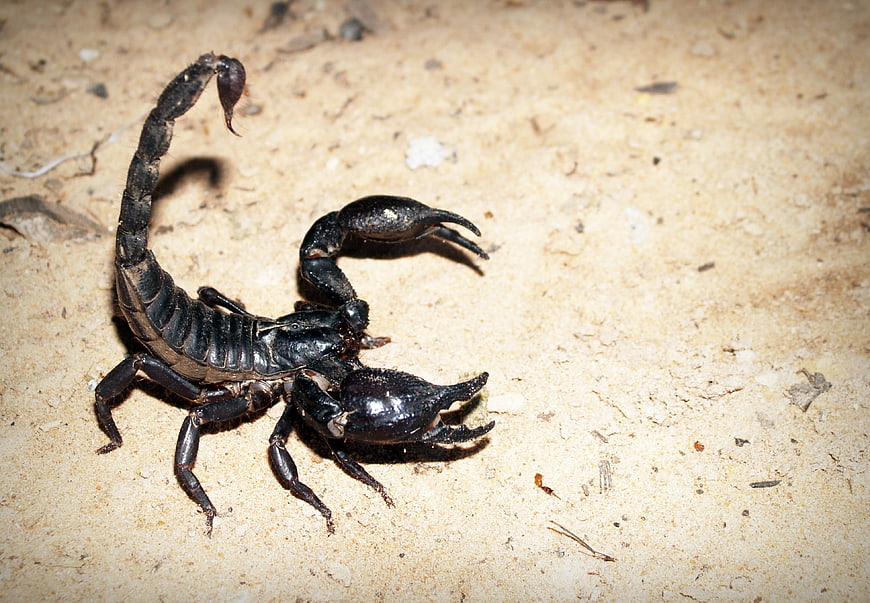 Black Emperor Scorpion on Sandy Ground