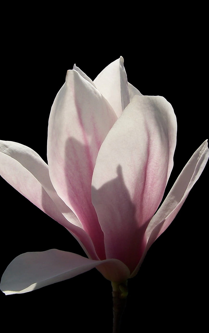 Pink Magnolia Flower Closeup on Black Background