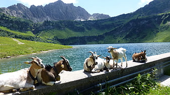 Goats Resting On Concrete Wall By Alpine Lake In Tyrol
