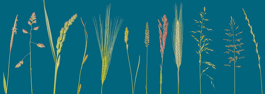 Collection of various grass and grain plants on teal background