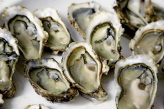 Fresh raw oysters on ice close-up