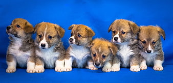 Six cute Welsh Corgi puppies sitting in a row on a blue background