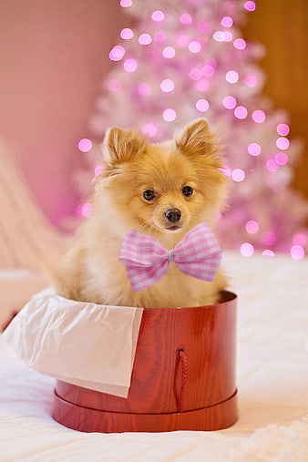 Cute Pomeranian Puppy in Gift Box with Pink Bow and Christmas Tree