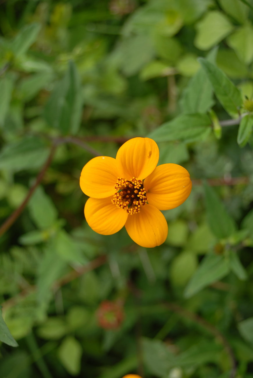 Vibrant Yellow Flower Close-Up on Green Background