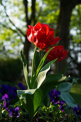 Vibrant Red Tulips and Purple Pansies in Spring Garden
