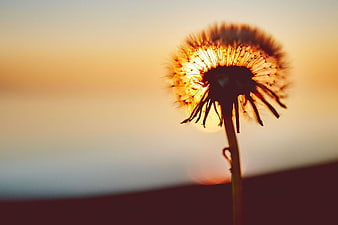 Dandelion Silhouette Backlit by Golden Sunset