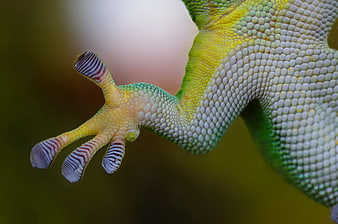 Close-up of a colorful gecko foot with sticky pads
