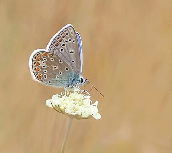 Common Blue Butterfly on White Wildflower