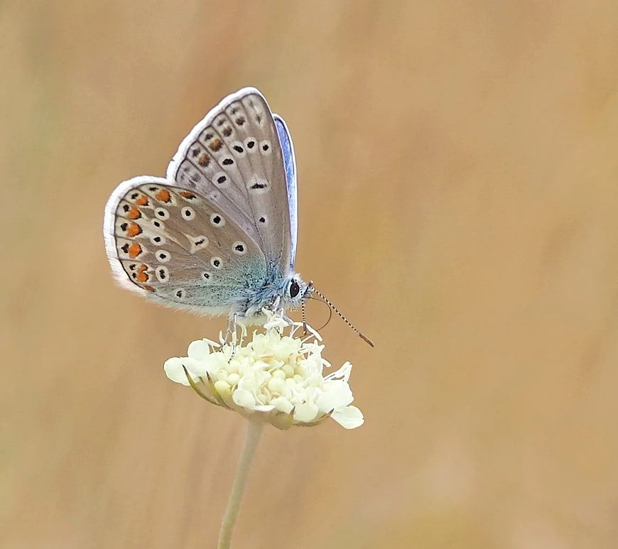 Common Blue Butterfly on White Wildflower