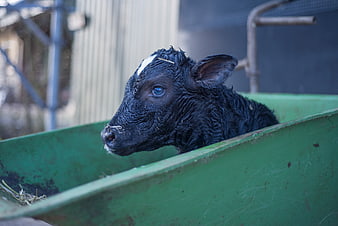 Wet newborn black calf with white spot in green trough
