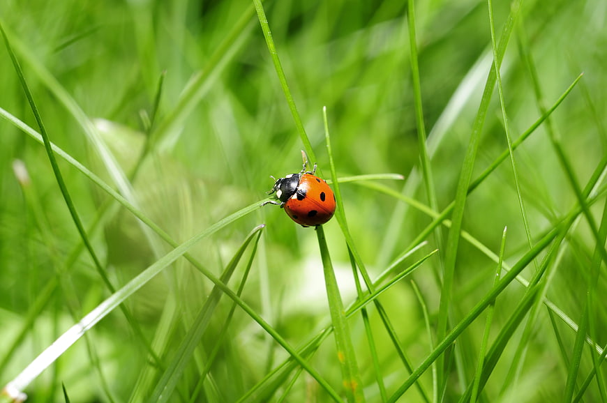 Red Ladybug on Green Grass Blade Close Up