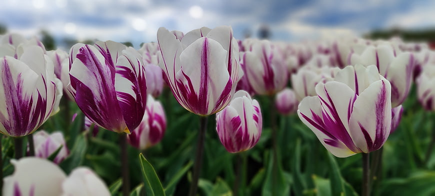 Vibrant purple and white striped tulips in a blooming field