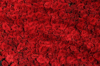 Dense Background of Vibrant Red Roses in Full Bloom