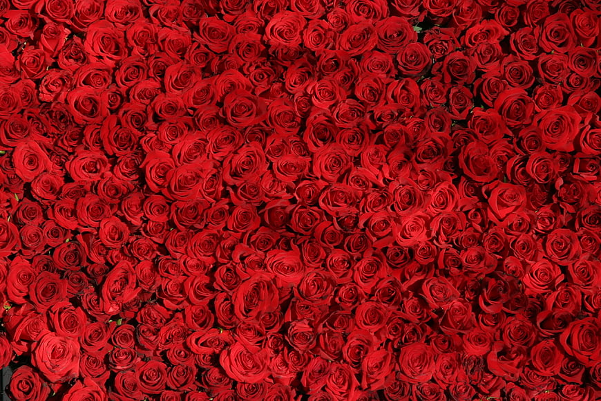 Dense Background of Vibrant Red Roses in Full Bloom