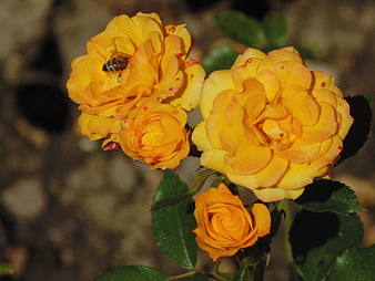 Yellow Roses with Bee in Sunlight