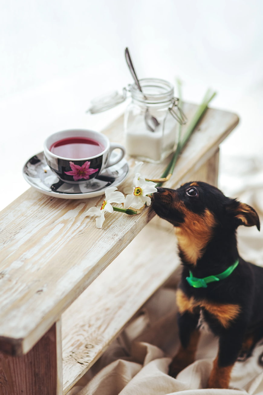 Cute puppy sniffing white flowers on wooden table