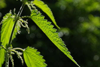 Close-up of Stinging Nettle Leaves with Backlit Green Foliage