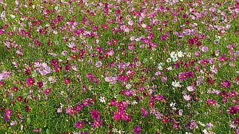 Vibrant Field of Pink and White Cosmos Flowers in Summer