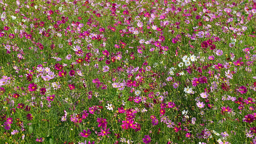 Vibrant Field of Pink and White Cosmos Flowers in Summer