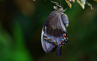 Macro of Common Banded Peacock Butterfly Emerging