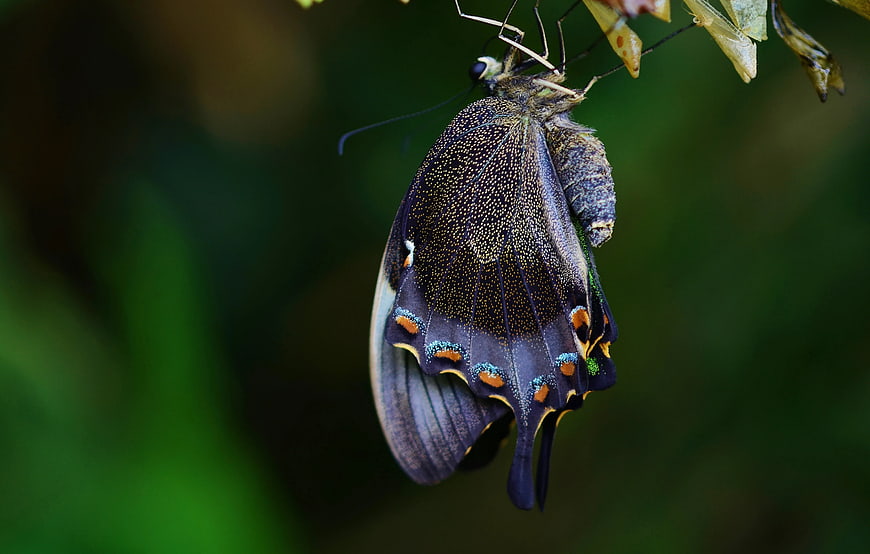 Macro of Common Banded Peacock Butterfly Emerging