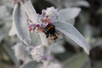 Bumblebee Pollinating Purple Flowers on Fuzzy Plant