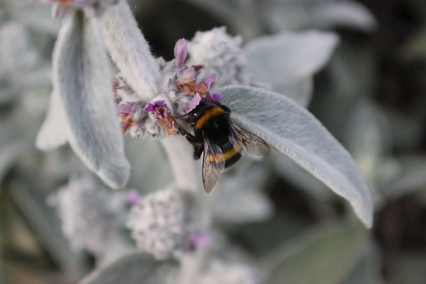Bumblebee Pollinating Purple Flowers on Fuzzy Plant