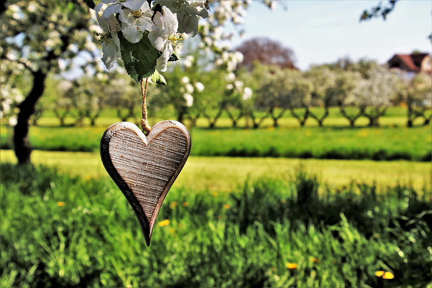 Wooden Heart Ornament Hanging from Blossoming Tree Branch