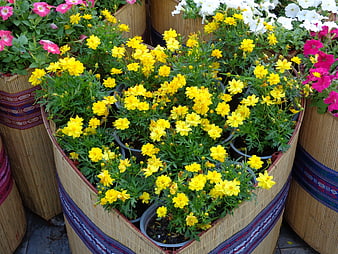 Vibrant yellow cosmos flowers in woven bamboo baskets