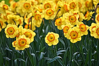 Vibrant Yellow Daffodils Blooming in Spring Garden