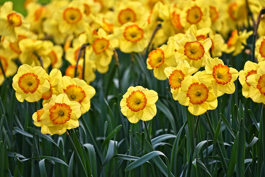 Vibrant Yellow Daffodils Blooming in Spring Garden