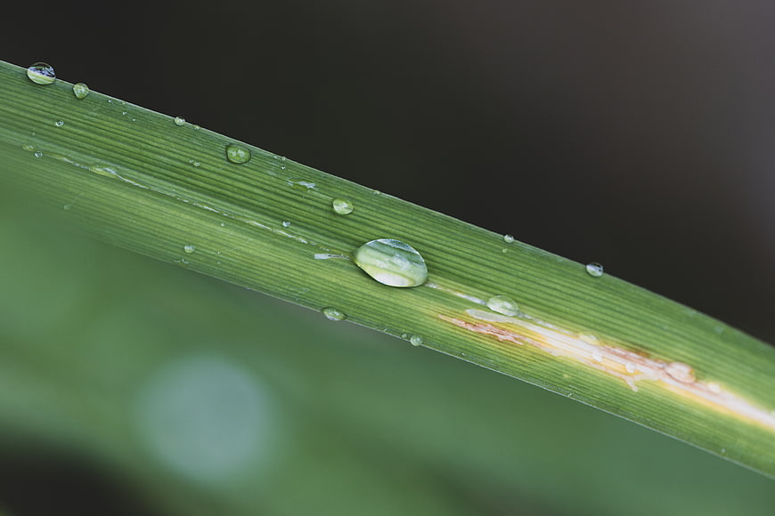 Macro shot of water droplets on a green grass blade