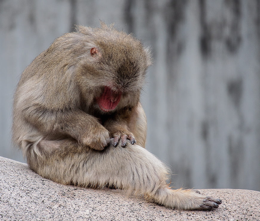 Cute monkey yawning while sitting on a rock