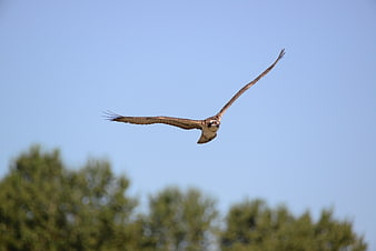 Osprey in Flight Against Blue Sky