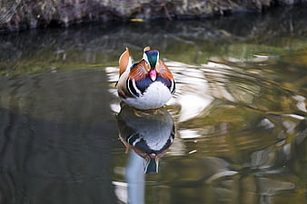 Colorful Mandarin Duck Swimming in Pond with Reflection