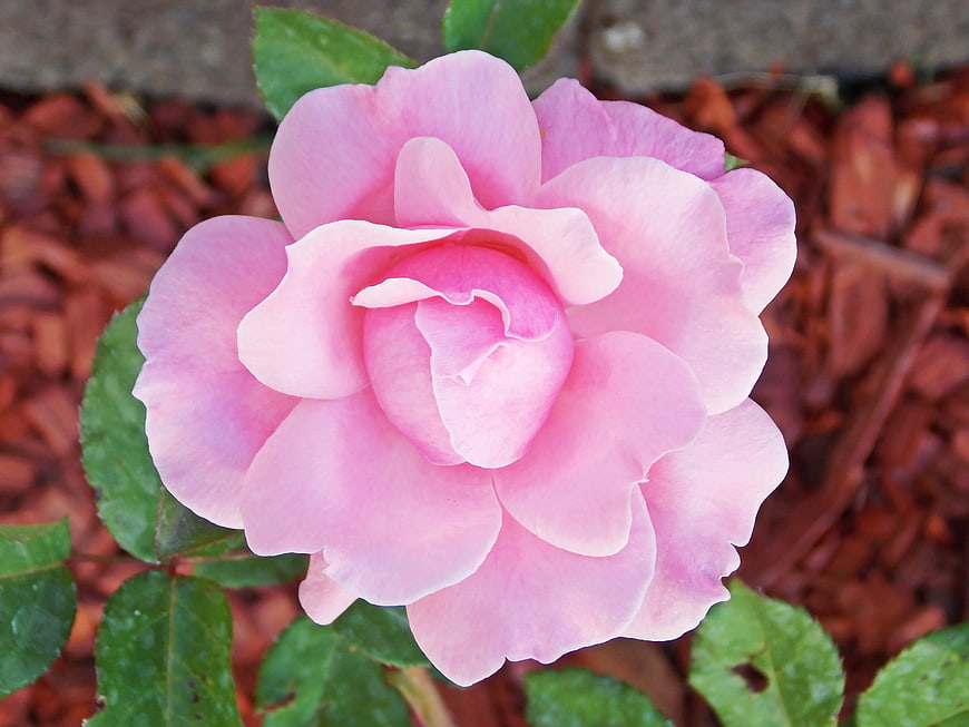 Close-up of a delicate pink rose bloom on mulch