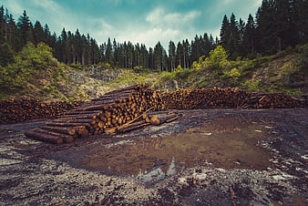 Stacked Timber Logs in Forest Logging Site