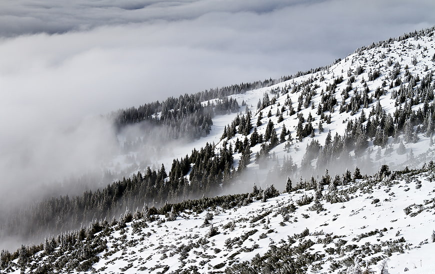 Snowy mountain slope with pine trees and rolling fog