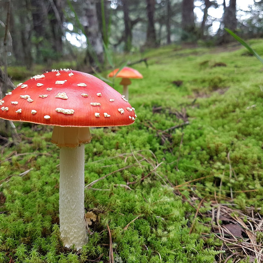 Red Fly Agaric Mushroom in Mossy Forest