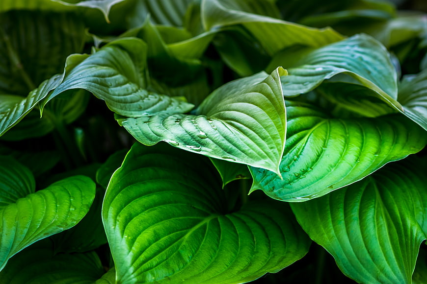 Close-up of vibrant green hosta leaves with raindrops