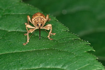 Close-up of Brown Weevil Beetle on Green Leaf