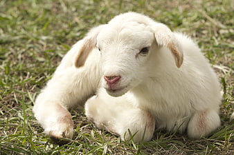 Cute white lamb resting on green grass in a field