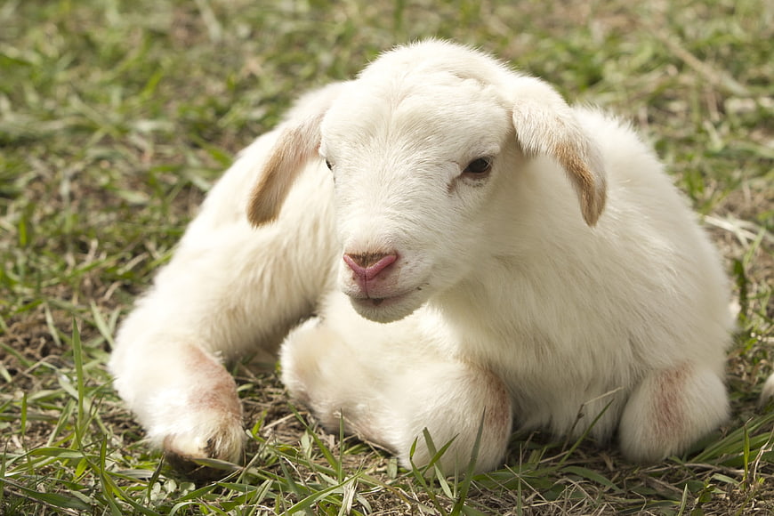 Cute white lamb resting on green grass in a field