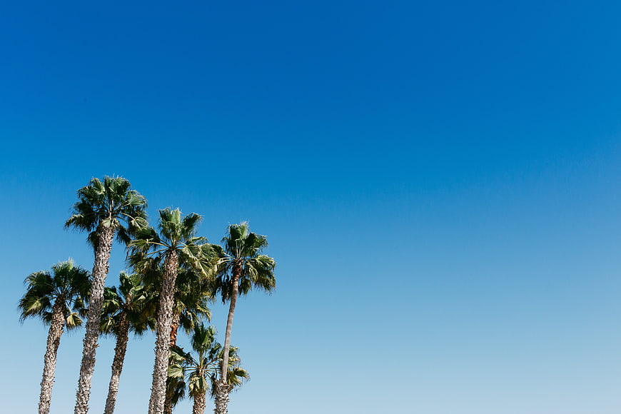 Palm Trees Against Clear Blue Sky Background