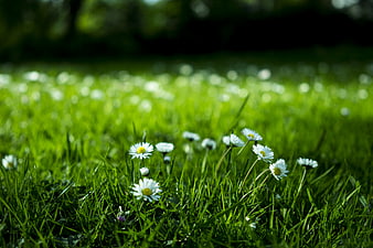 White Daisies Blooming in Green Grass Field