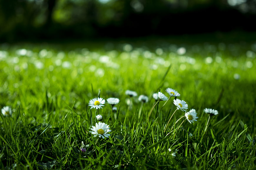 White Daisies Blooming in Green Grass Field
