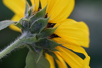 Close-up of Sunflower Bud with Fuzzy Green Stem