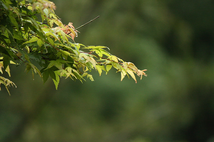 Japanese Maple Branch with Raindrops on Blurred Green Background