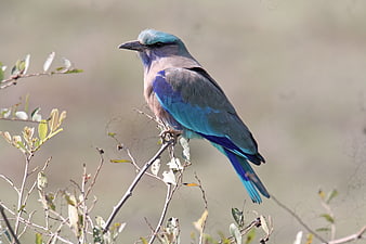 Indian Roller Bird Perched on Branch in Natural Habitat